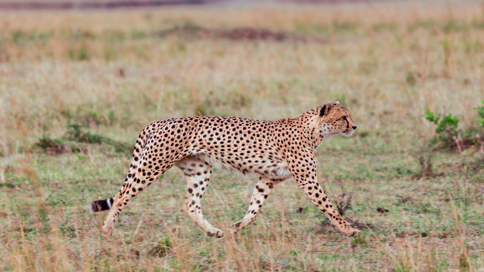 kenia-aberdare-guepardo