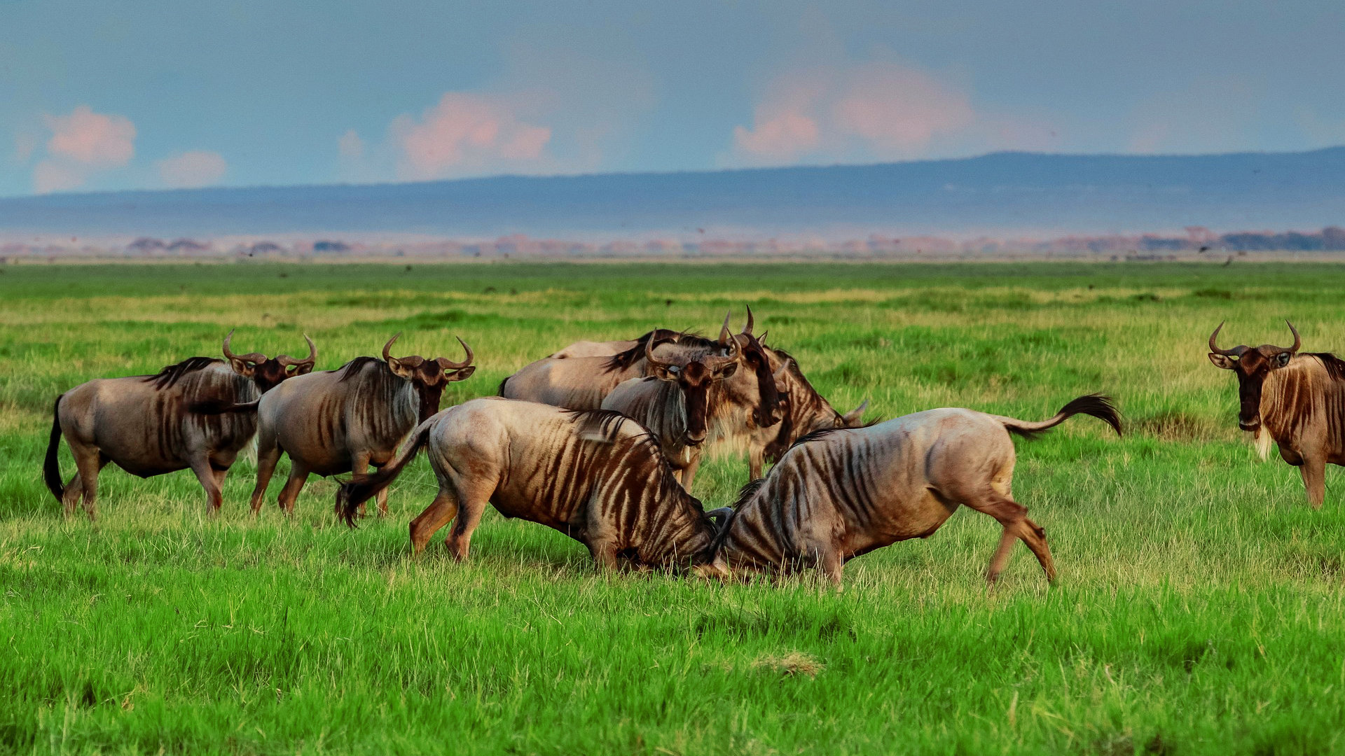 kenia-safar-ñu
