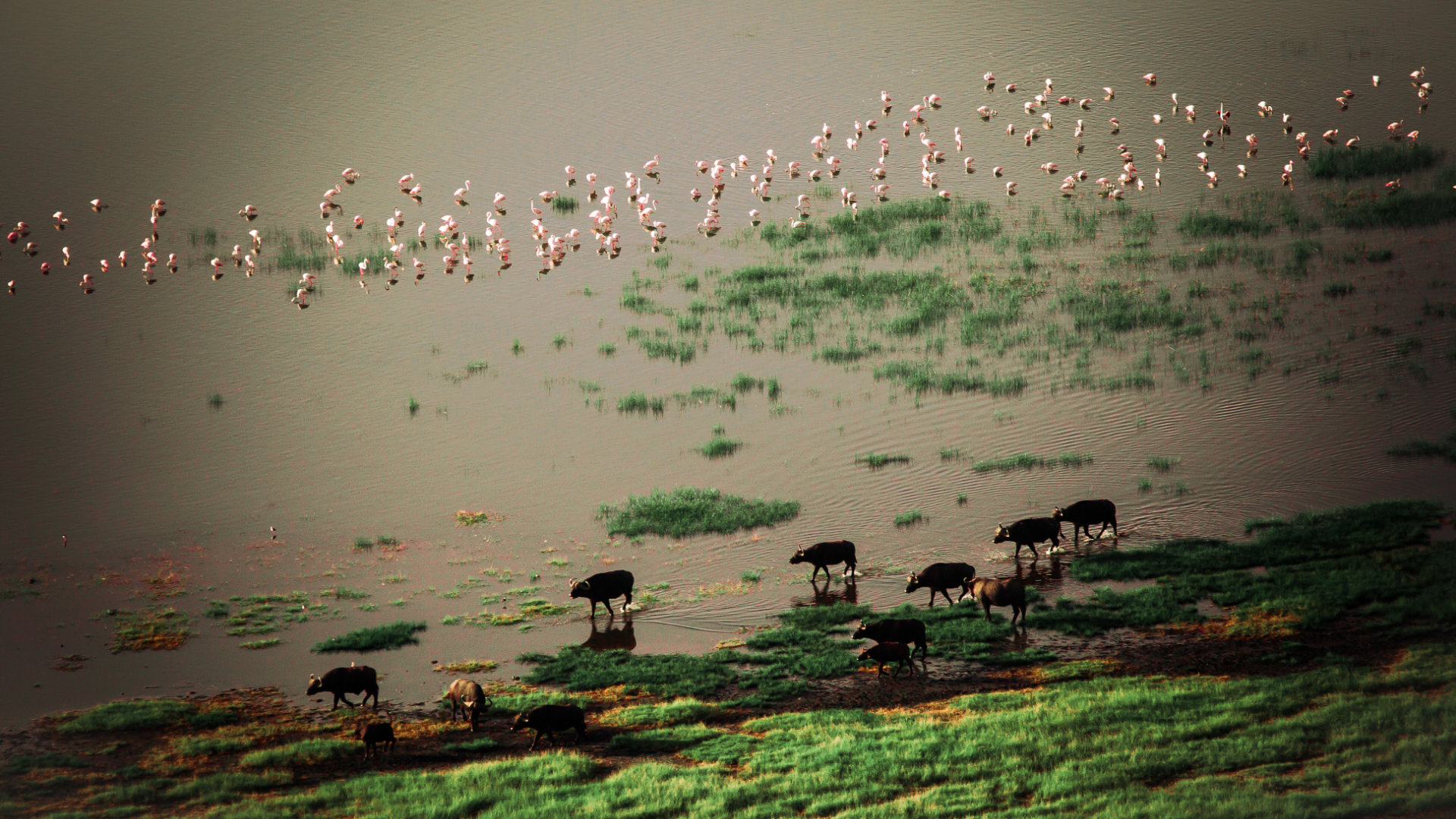 kenia-lago-nukuru