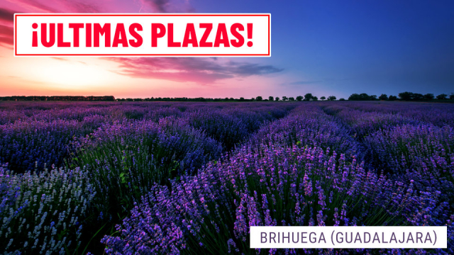 viaje-campos-de-lavanda-brihuega