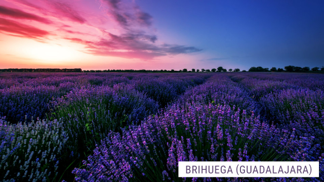 viaje-campos-de-lavanda-brihuega