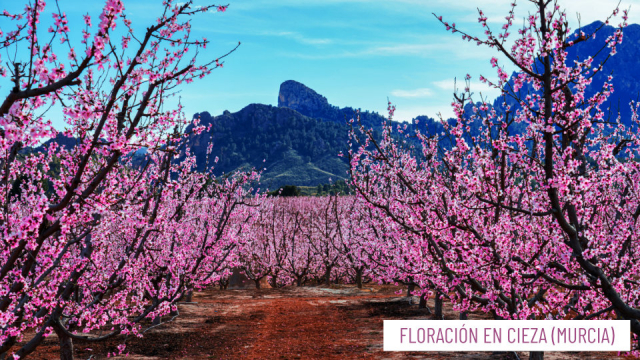 viaje-floracion-en-cieza